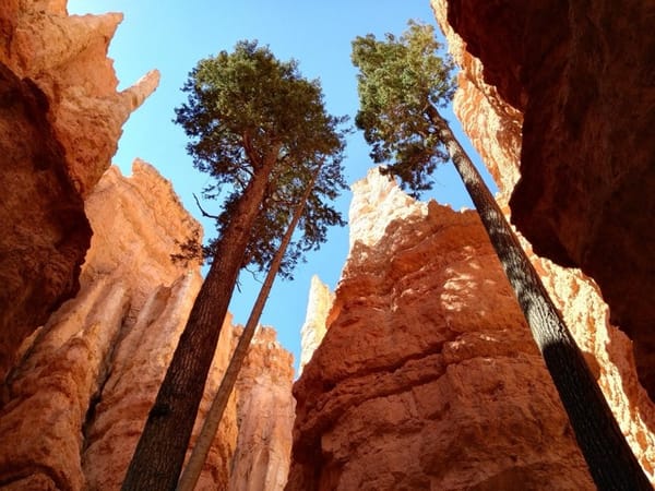 We are Nature: Remembering and Reclaiming Our Roles as Natural Beings